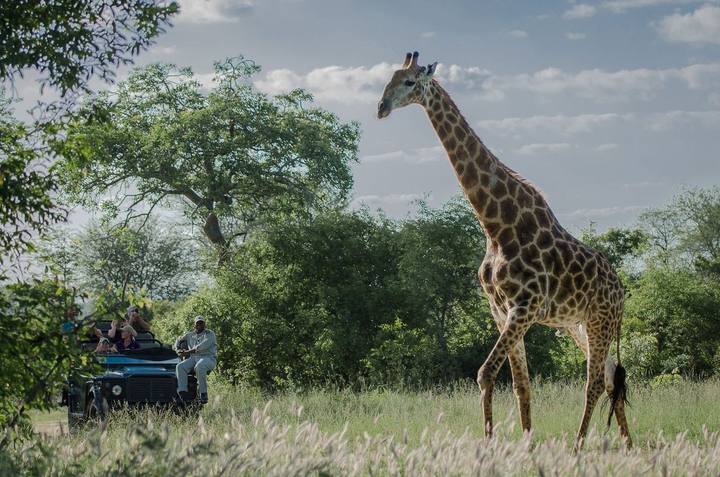 Giraffe, Sabi Sabi