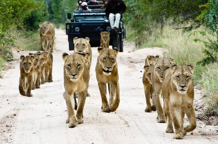 Lionesses, Sabi Sabi