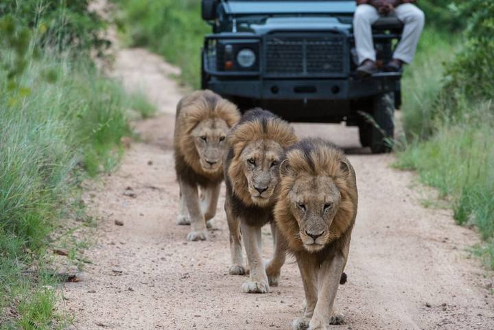 Lions, Sabi Sabi
