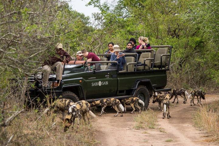 Wild dogs, Sabi Sabi