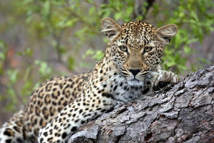 Leopard, Savanna Private Game Reserve