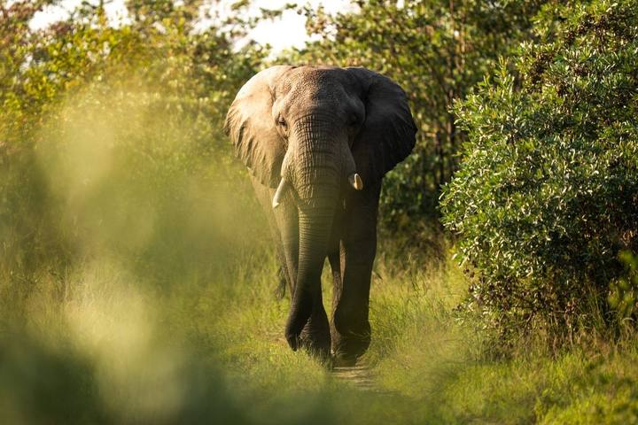 Elephant, Silvan Safari
