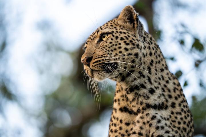 Leopard, Silvan Safari