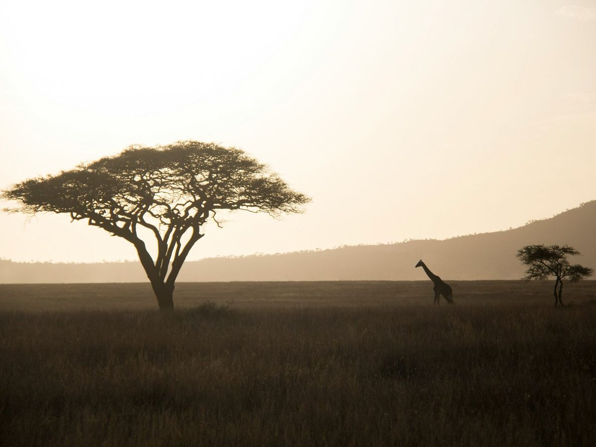 A lone acacia and a giraffe on the open savanna at dusk