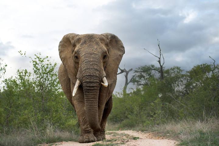 Elephant, Singita Lebombo Lodge