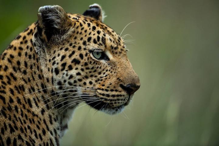 Leopard, Singita Lebombo Lodge