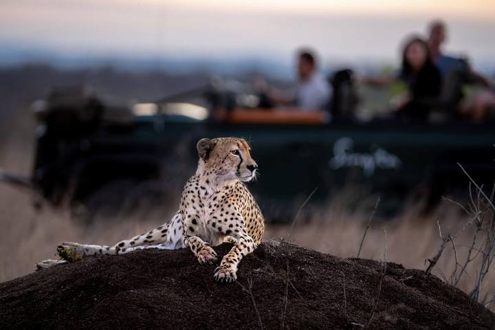Cheetah, Singita Sabi Sand