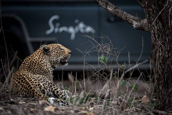 Leopard, Singita Sabi Sand
