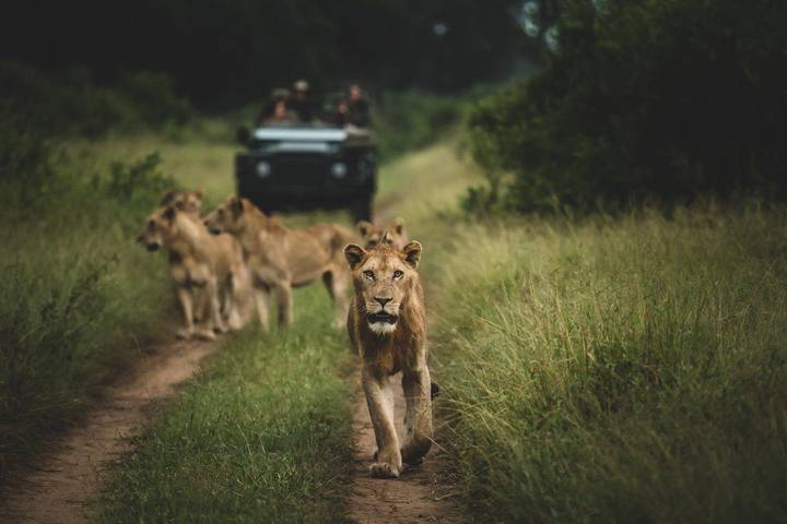Lions, Singita Sabi Sand