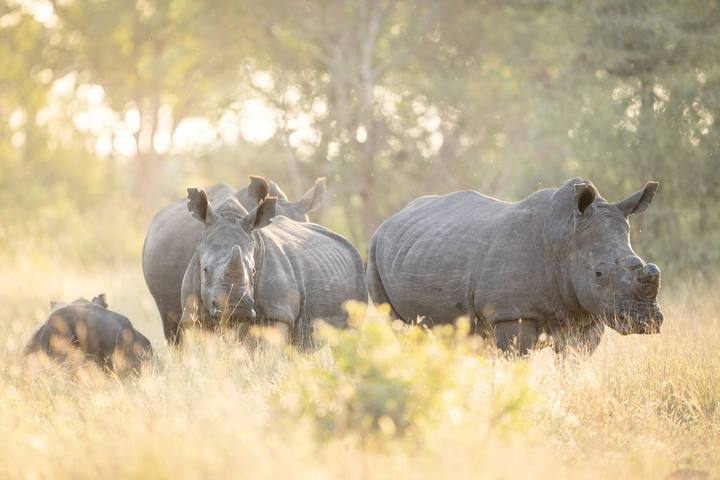 Rhinos, Singita Sabi Sand
