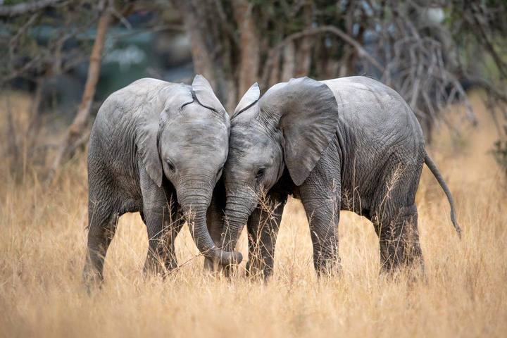 Young elephants, Singita Sabi Sand