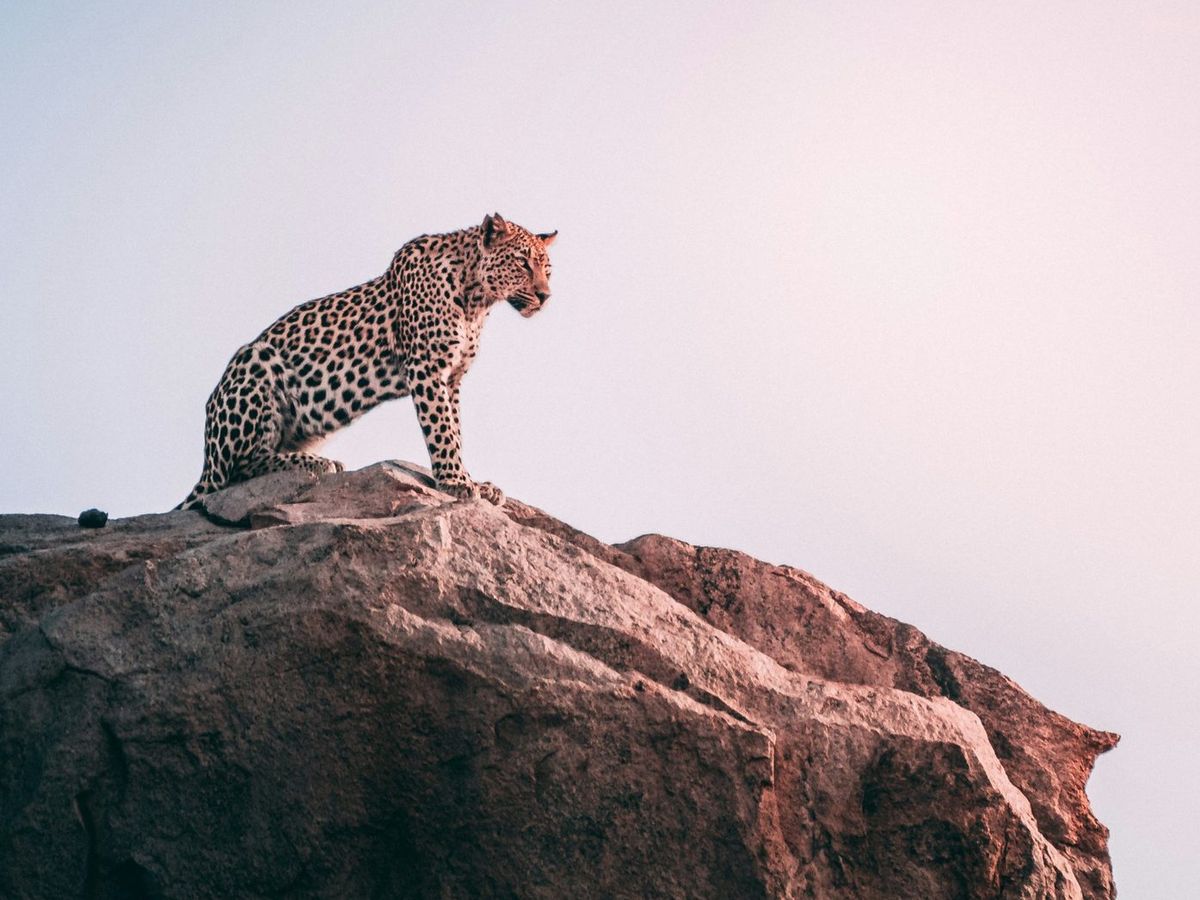 A leopard sitting on a granite boulder