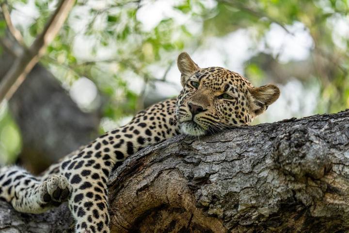 Leopard, Tengile River Lodge