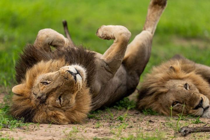 Lions, Tengile River Lodge