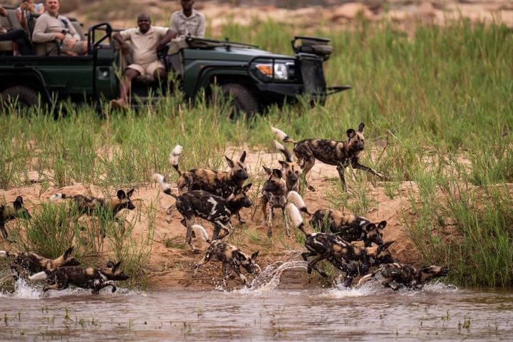 Wild dogs, Tengile River Lodge