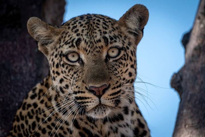Leopard, Umkumbe