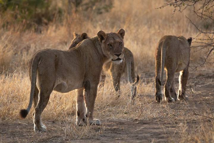 Lions, Umkumbe