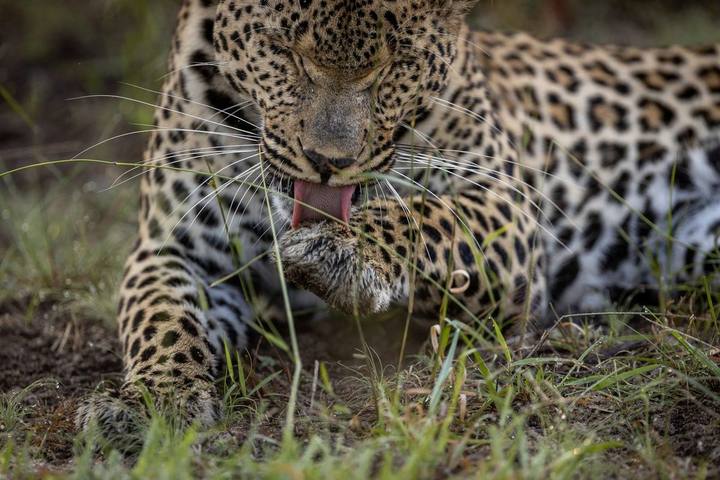 Riverside leopard, Umkumbe