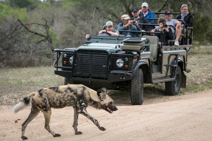 Wild dog, Umkumbe